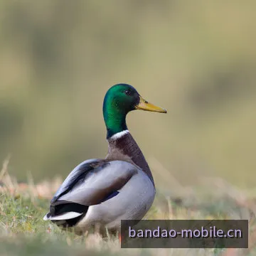 埃尔林·哈兰德球员头像